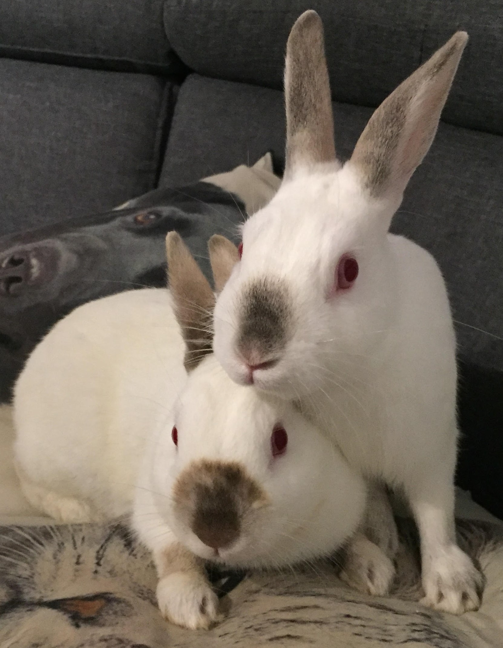Rupert and Ramsey [Bonded Rabbits] Grand River All Breed Rescue