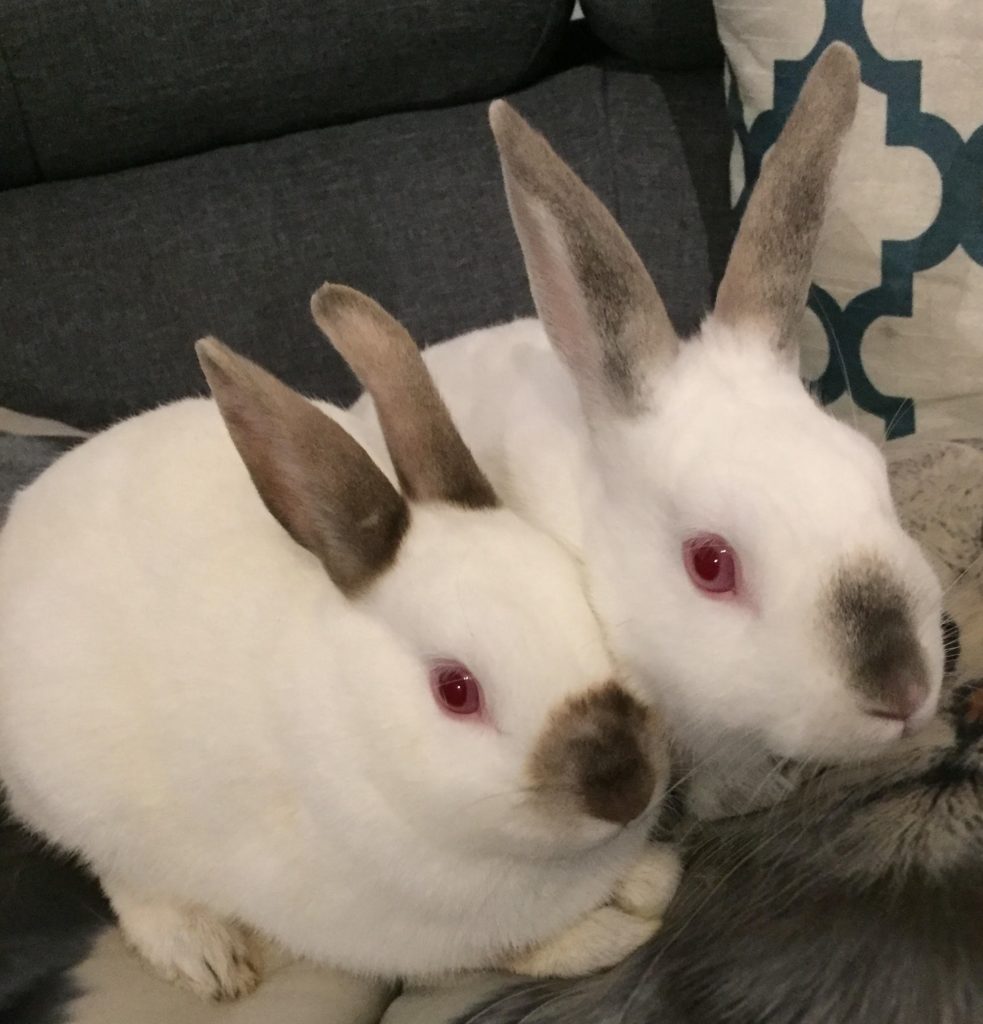 Rupert and Ramsey [Bonded Rabbits] Grand River All Breed Rescue