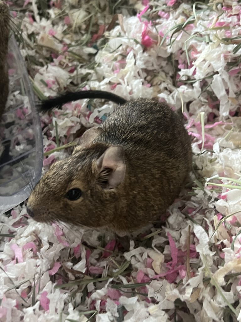 Beyonce & Solange [Degus] – Grand River All Breed Rescue