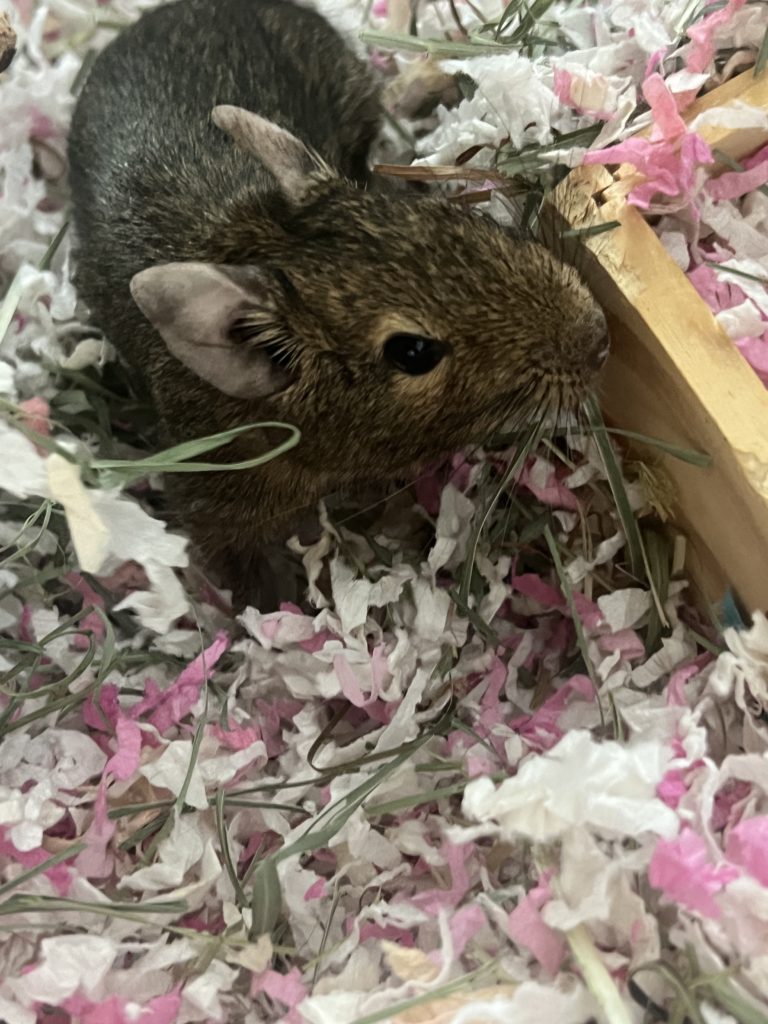 Beyonce & Solange [Degus] – Grand River All Breed Rescue