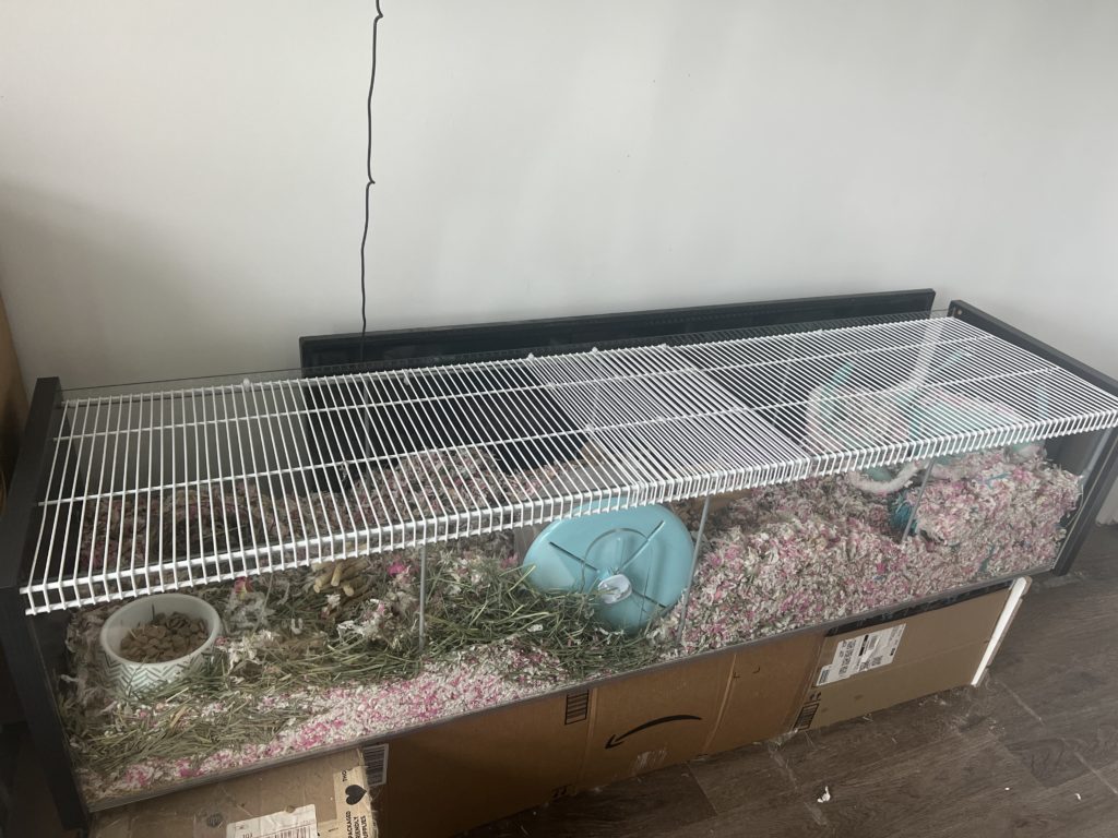 Beyonce & Solange [Degus] – Grand River All Breed Rescue